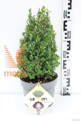 http://twentheplant.nl/tsd/91225_ILCDGREE_VP3040P21_1.jpg