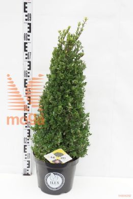 http://twentheplant.nl/tsd/91225_ILCDGREE_VP6070P26_1.jpg