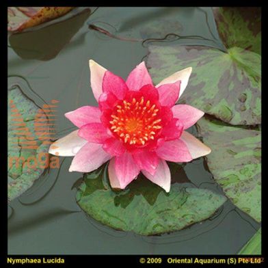 http://twentheplant.nl/tsd/78875_NYLLILAC_8P19_1.jpg