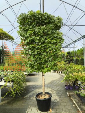 Liquidambar styraciflua |16/18|Half standard|Wall on stem|C