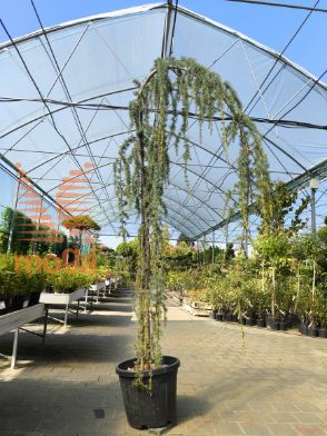Cedrus atlantica "Glauca Pendula" |250-300|C