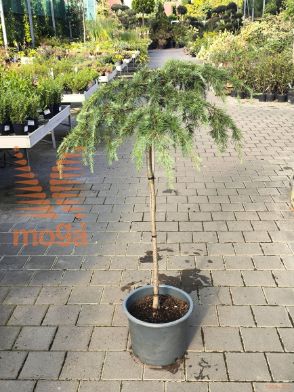 Cedrus deodara "Feelin'Blue" ® |Half standard|FI:100-125|C