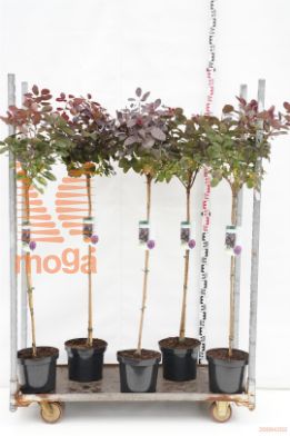 http://twentheplant.nl/tsd/90990_COCRPURP_S090P26_1.jpg
