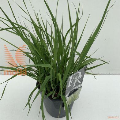 http://twentheplant.nl/tsd/57396_MOATRANS_8P17_1.jpg