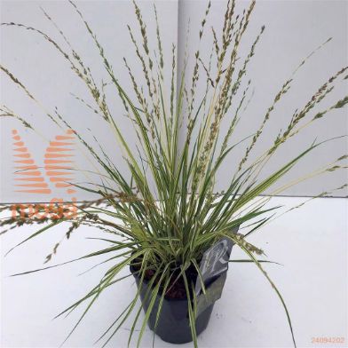 http://twentheplant.nl/tsd/57396_MOCVARIE_8P17_1.jpg