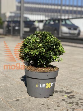 Ilex crenata "Dark Green" |20-30|FI:20-30|Ball|C
