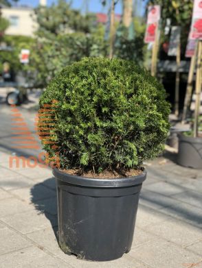 Taxus media "Groenland" |40-50|FI:40-50|Ball|C