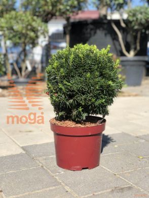 Taxus baccata "Westerstede" |20-30|FI:20-30|Ball|C