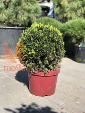 Taxus baccata "Westerstede" |30-40|FI:30-40|Ball|C