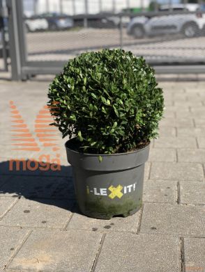 Ilex crenata "Dark Green" |30-40|FI:30-40|Ball|C