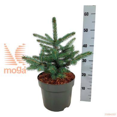 http://twentheplant.nl/tsd/55037_PIPSBLUE_8P26030040_2.jpg