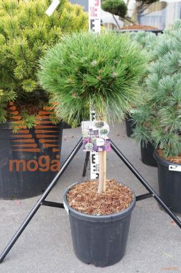 http://twentheplant.nl/tsd/73487_PIMBREGE_S040C18_1.jpg