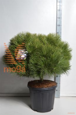 http://twentheplant.nl/tsd/73487_PINBREPO_S010C18_1.jpg