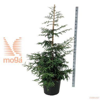 http://twentheplant.nl/tsd/55037_SESCANTA_9C70150175E_2.jpg