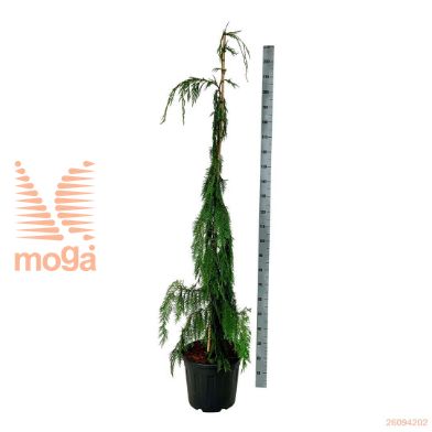 http://twentheplant.nl/tsd/55037_CHNMOONS_9C30175200_2.jpg