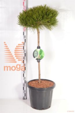 http://twentheplant.nl/tsd/54062_PIDLGLOW_S090C25_2.jpg