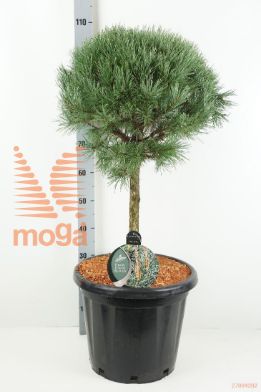 http://twentheplant.nl/tsd/54062_PISWATER_S040C25_1.jpg