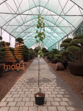 marelica "Novosadska kasnocvetna"