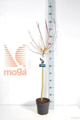 http://twentheplant.nl/tsd/54997_SAKUROME_S060P19_2.jpg