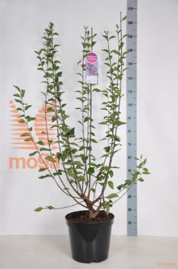 http://twentheplant.nl/tsd/74813_SYCLSUND_9C15090120_1.jpg