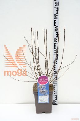 http://twentheplant.nl/tsd/74813_SYPALBA_8p23030050_1.jpg