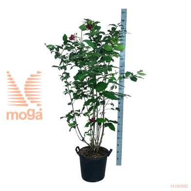 http://twentheplant.nl/tsd/55037_CAFAPHRO_9C30150175E_2.jpg