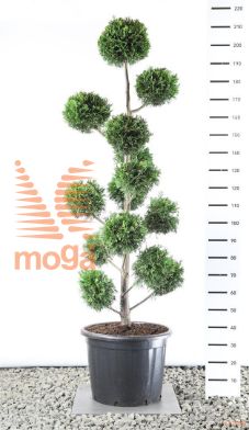http://twentheplant.nl/tsd/69137_CULEYLAN_VM175200EC4_1.jpg