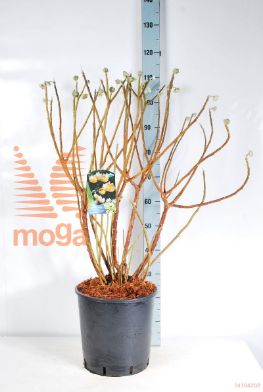 http://twentheplant.nl/tsd/82088_EDCGRAND_9C15060080_2.jpg
