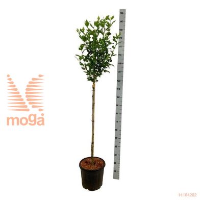 http://twentheplant.nl/tsd/55037_HISMARIN_s090c15_2.jpg