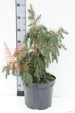 http://twentheplant.nl/tsd/82088_PIBREWER_9C10050060_1.jpg