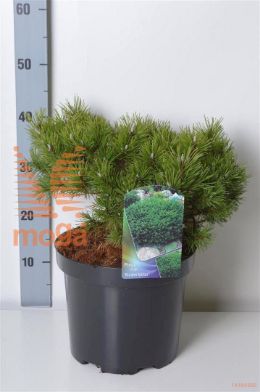 http://twentheplant.nl/tsd/82088_PIMKLOST_8P26030040_2.jpg