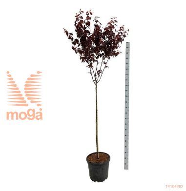 http://twentheplant.nl/tsd/55037_PRCNIGRA_S120C30EX_2.jpg