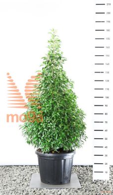 http://twentheplant.nl/tsd/69137_PRULANGU_VP125150C45_1.jpg