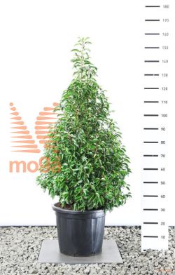 http://twentheplant.nl/tsd/69137_PRULANGU_VP100125C25_1.jpg