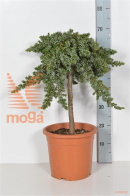 http://twentheplant.nl/tsd/93675_JUCBPACI_S040C09_1.jpg