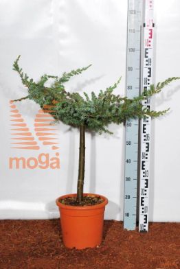 http://twentheplant.nl/tsd/93675_JUCSCHLA_S040C09_1.jpg