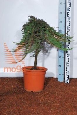 http://twentheplant.nl/tsd/93675_JUHPWALE_S040C09_1.jpg