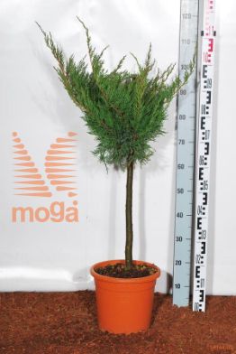 http://twentheplant.nl/tsd/93675_JUPMJULE_S040C09_1.jpg