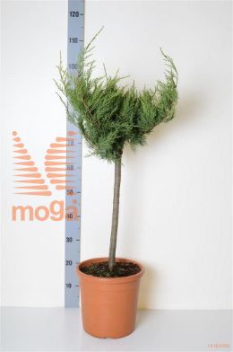 http://twentheplant.nl/tsd/93675_JUPOGOLD_S040C09_2.jpg