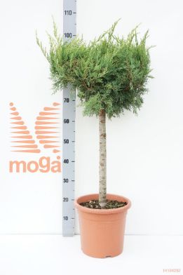 http://twentheplant.nl/tsd/93675_JUPPAURE_S040C09_1.jpg