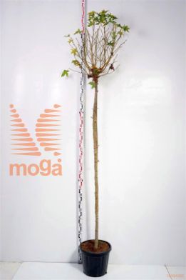 http://twentheplant.nl/tsd/93675_LISGBALL_S2000810C30_1.jpg
