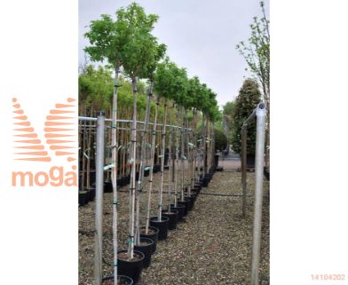 http://twentheplant.nl/tsd/93675_LISGBALL_S90608C18_1.jpg