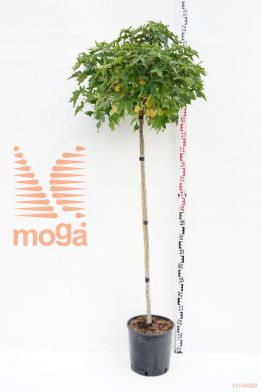 http://twentheplant.nl/tsd/93675_LISGBALL_S140C18_1.jpg