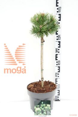 http://twentheplant.nl/tsd/70712_PIMMUMPI_S040P23_1.jpg