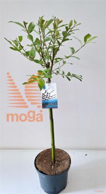 http://twentheplant.nl/tsd/54997_SAKUROME_s040p17_2.jpg