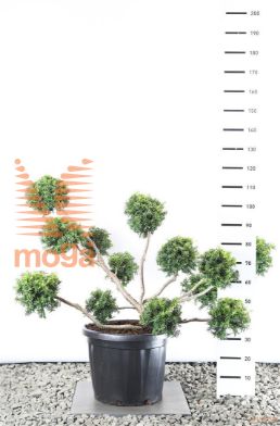 http://twentheplant.nl/tsd/69137_TABSUMME_VM100125EC3_1.jpg