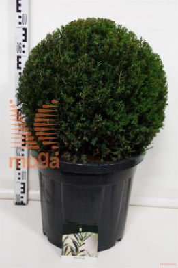 http://twentheplant.nl/tsd/55037_TABACCAT_vbl4550c30_1.jpg