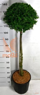 http://twentheplant.nl/tsd/54062_THOBRABA_S080C18_2.jpg