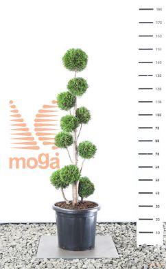 http://twentheplant.nl/tsd/69137_THOSMARA_VM125150EC3_1.jpg