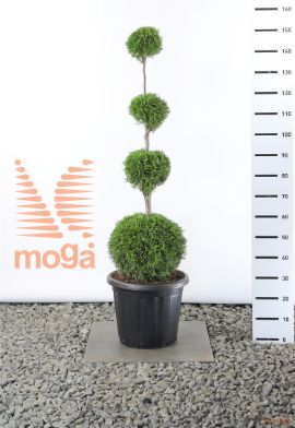 http://twentheplant.nl/tsd/69137_THOSMARA_VBL4100C12_1.jpg